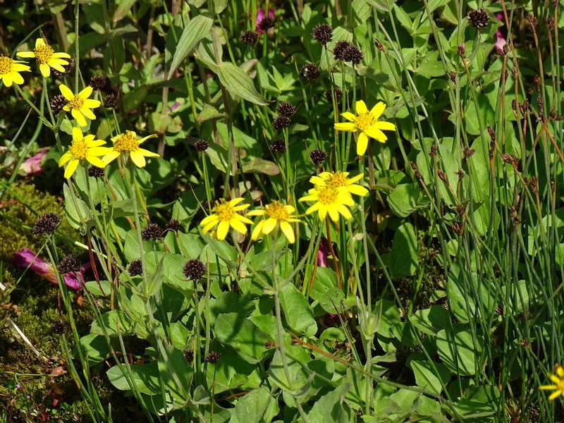 Sticky Leaf Arnica photo 3