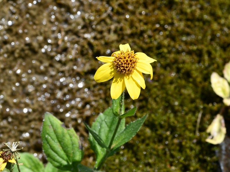Rayless Arnica photo 5