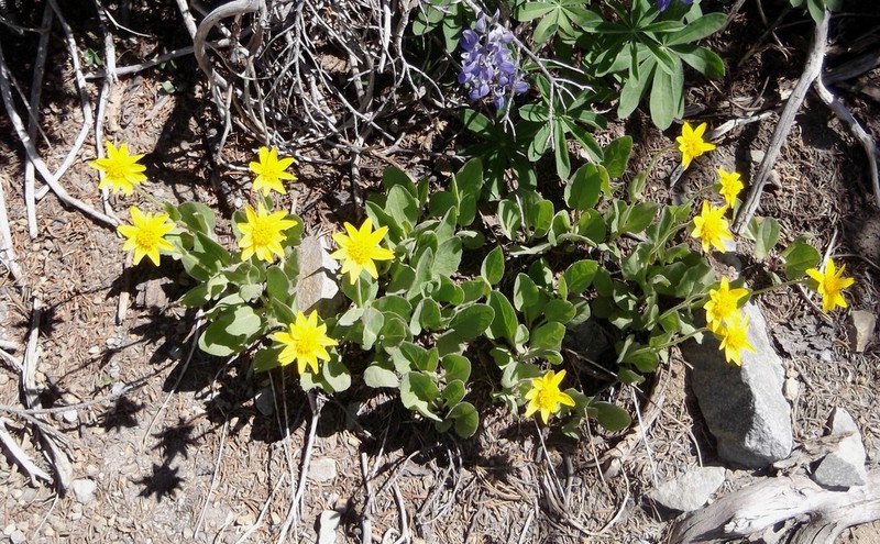 Rayless Arnica photo 6