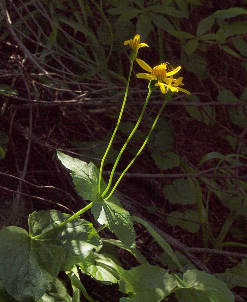 Rayless Arnica photo 7