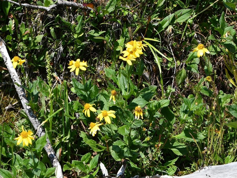 Rayless Arnica photo 8