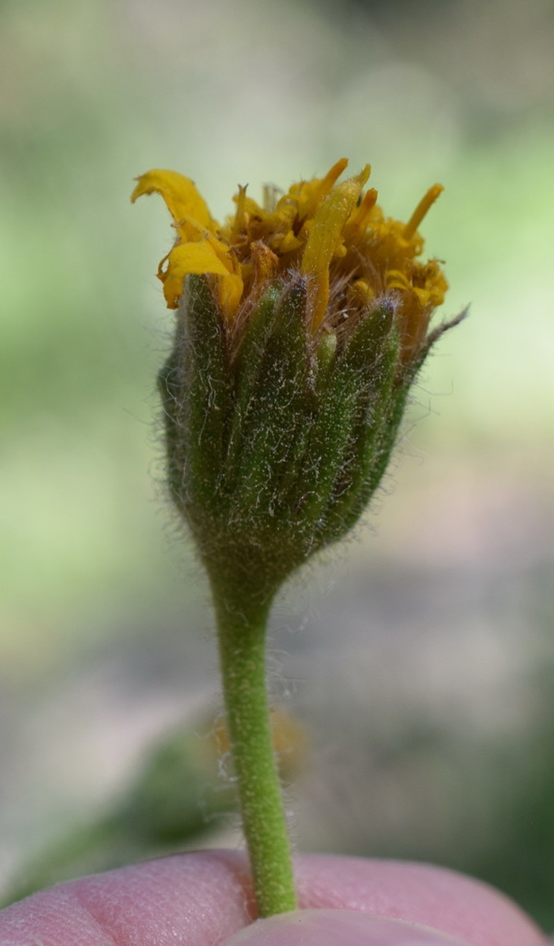Parry's Arnica photo 2