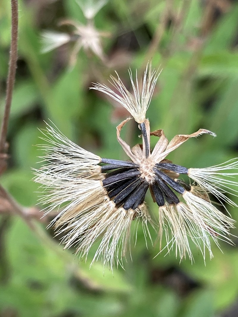 Parry's Arnica photo 3