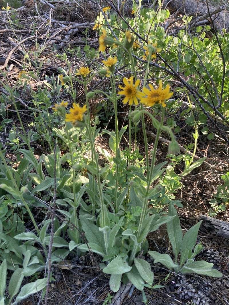 Parry's Arnica photo 4