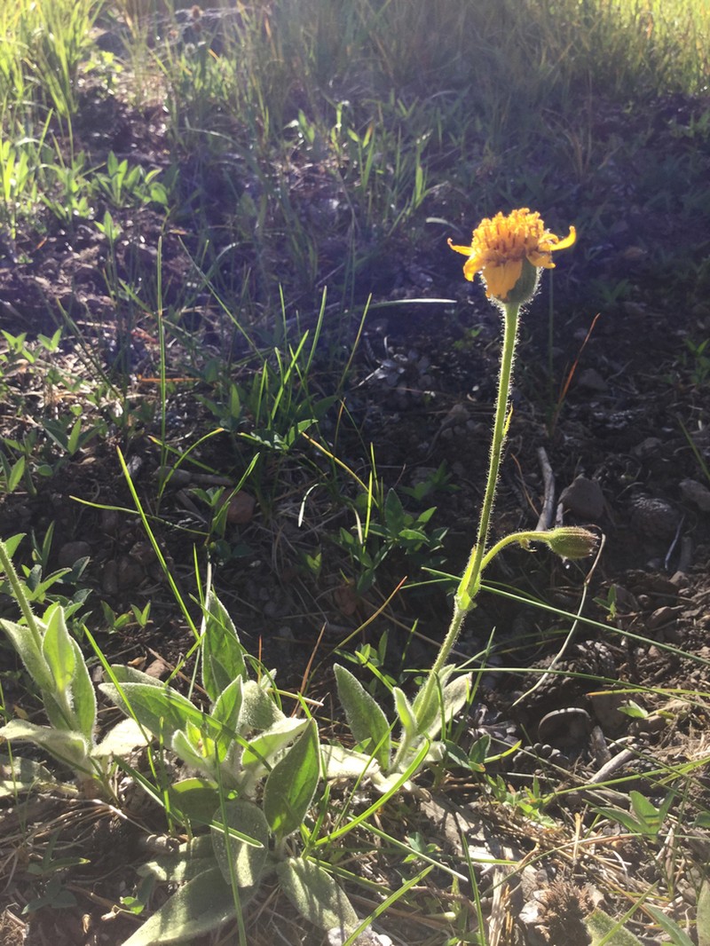 Parry's Arnica photo 5