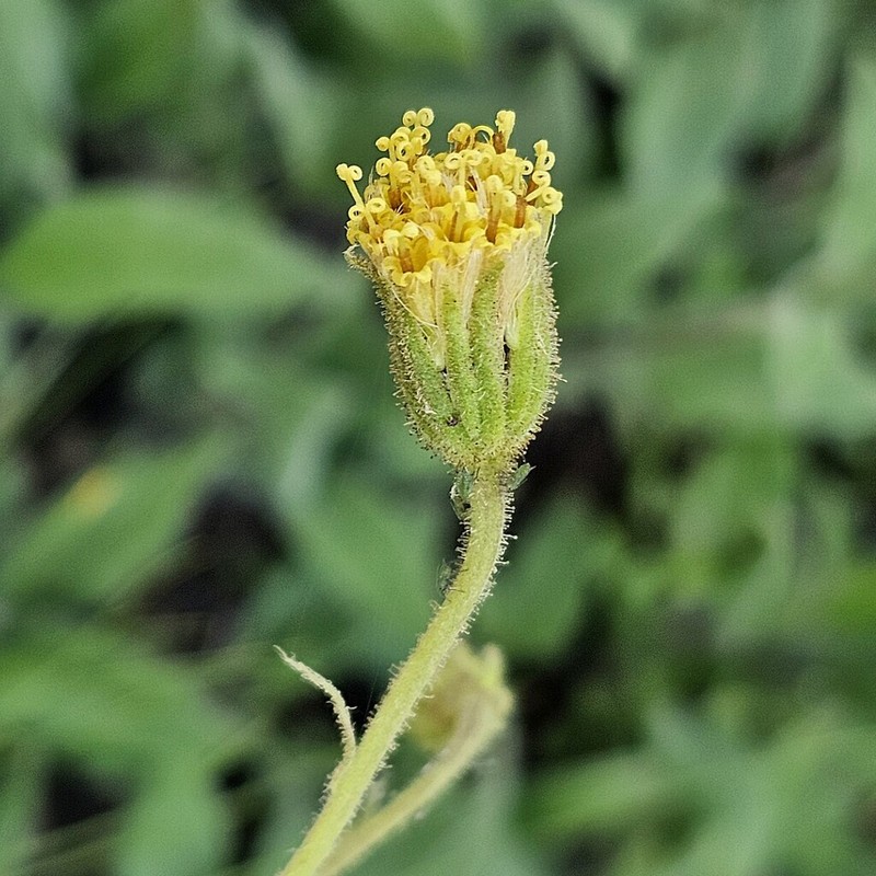Parry's Arnica photo 6