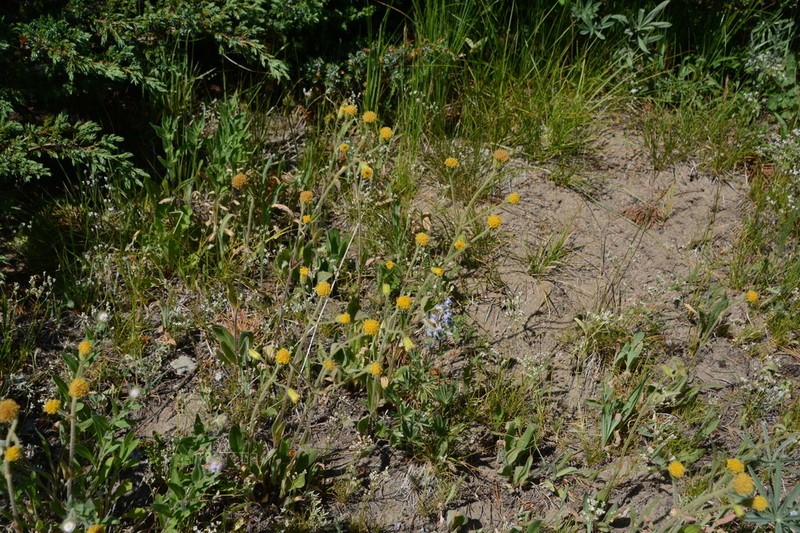 Parry's Arnica photo 7