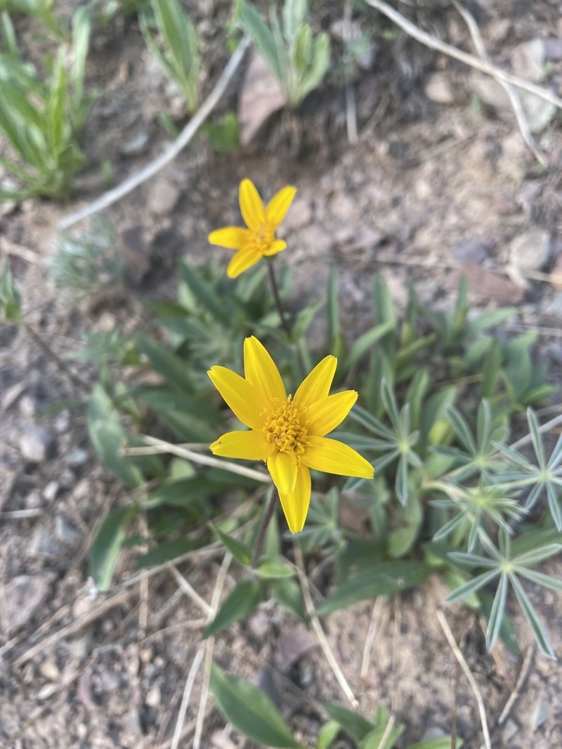 Rydberg's Arnica photo 2