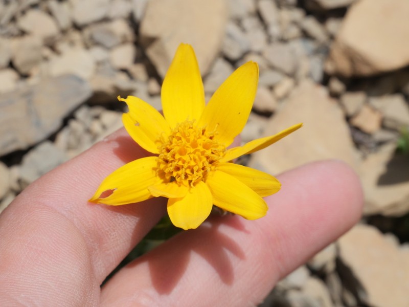 Rydberg's Arnica photo 3