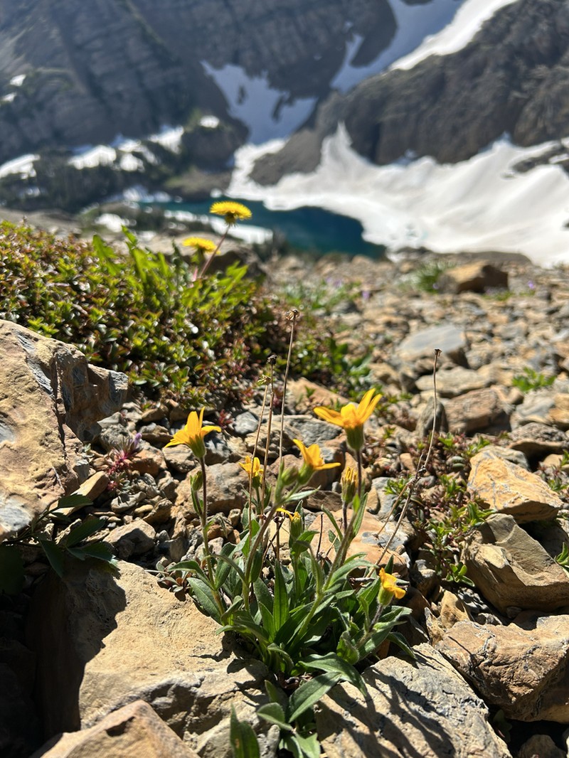 Rydberg's Arnica photo 4