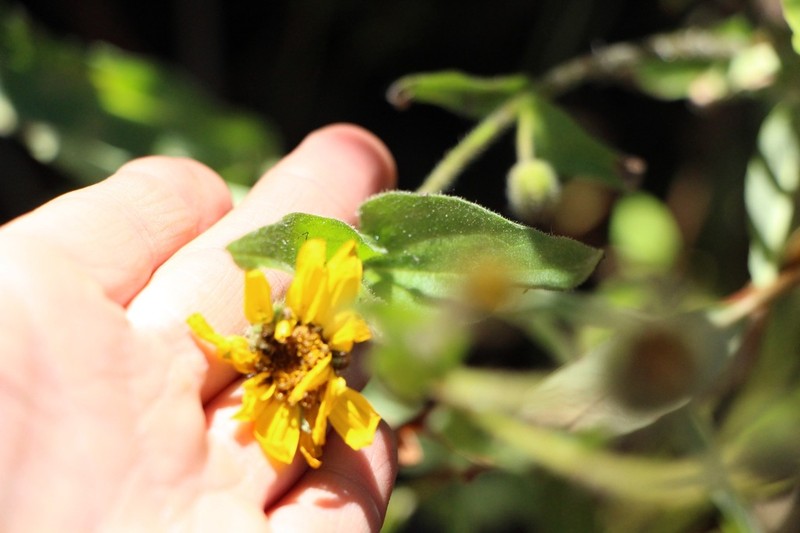 Rydberg's Arnica photo 5