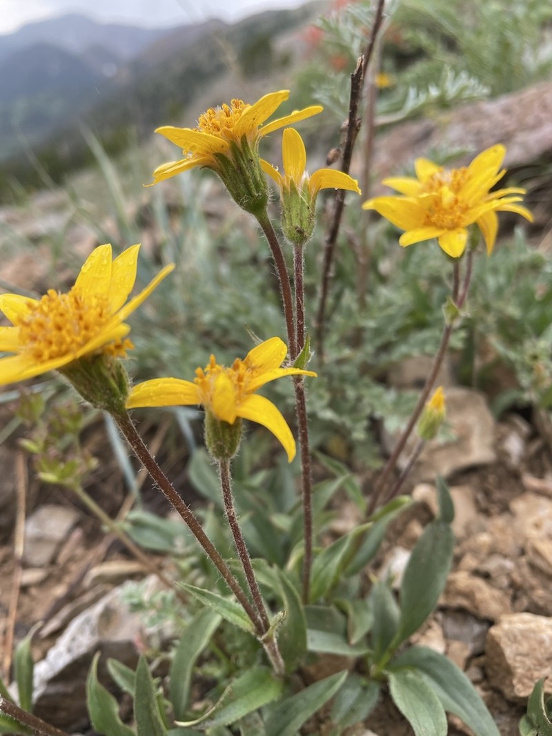 Rydberg's Arnica photo 6