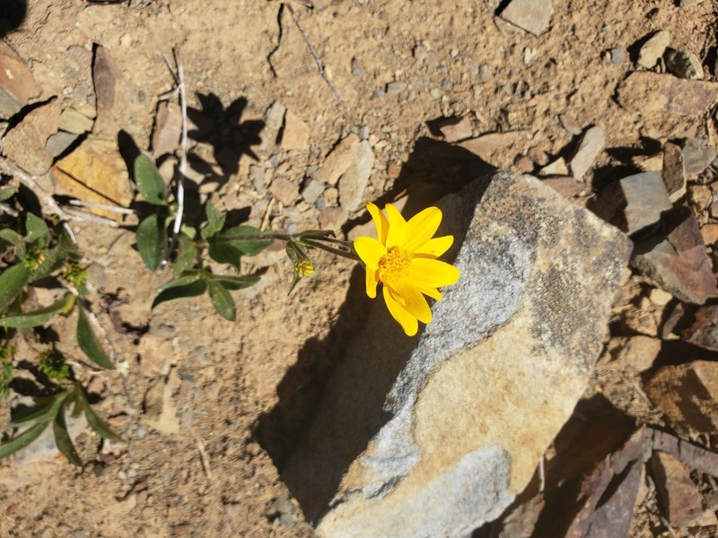 Rydberg's Arnica photo 7