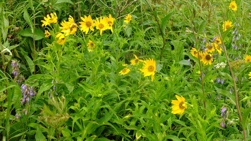 Arnica sachalinensis photo 2