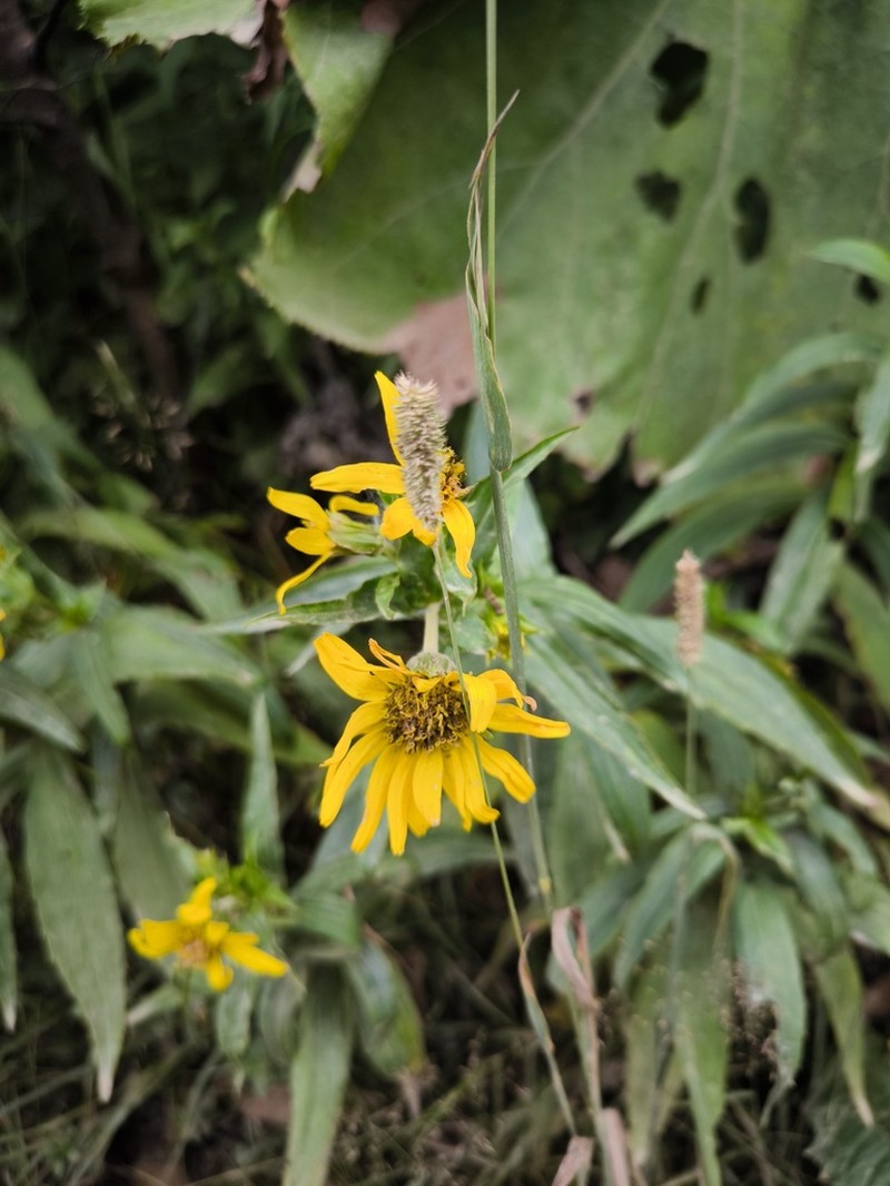 Arnica sachalinensis photo 3