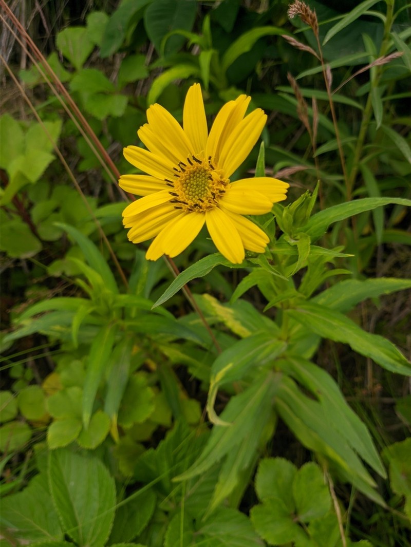 Arnica sachalinensis photo 4