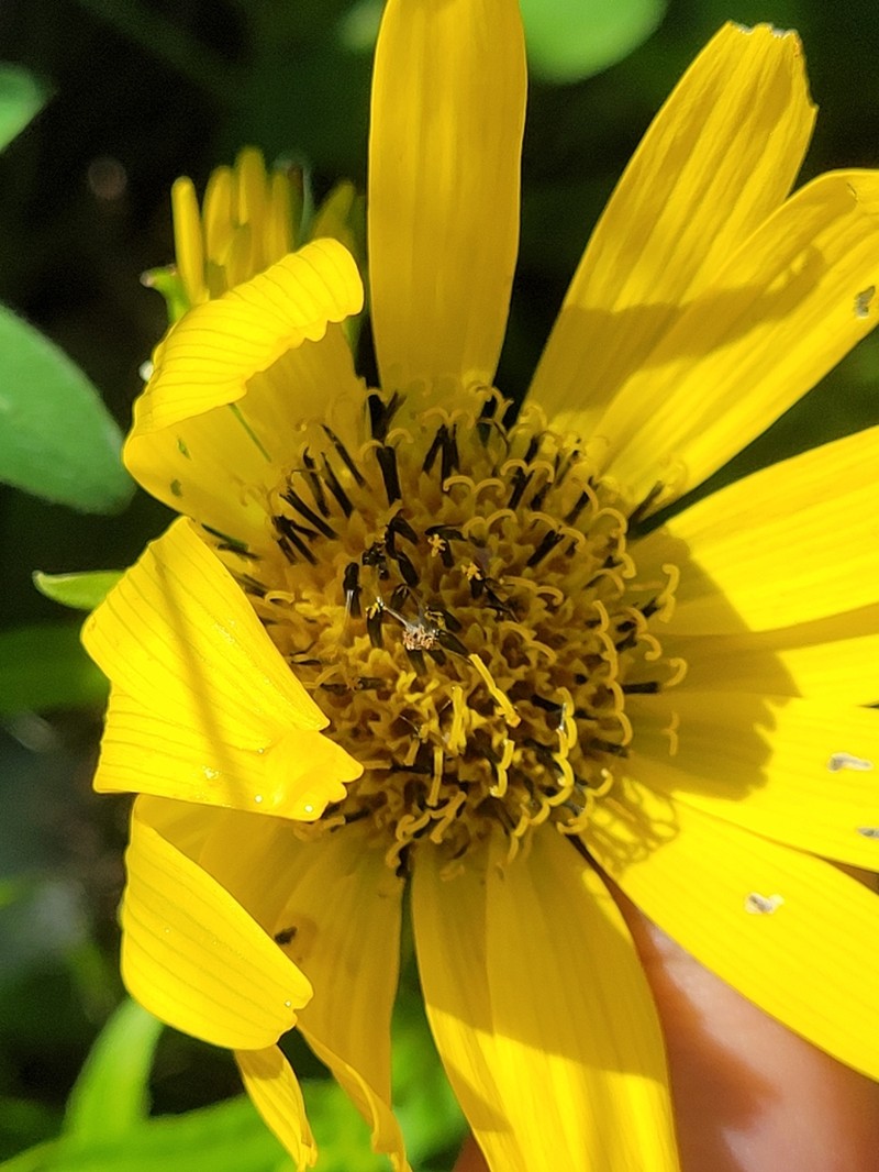 Arnica sachalinensis photo 5