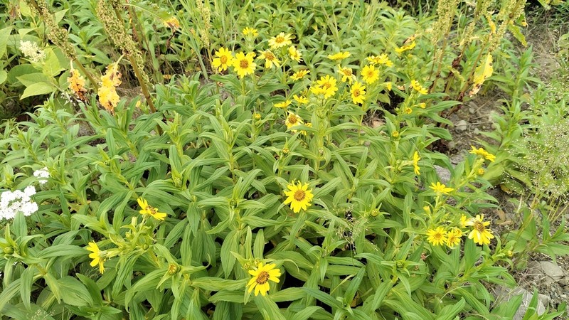 Arnica sachalinensis photo 6