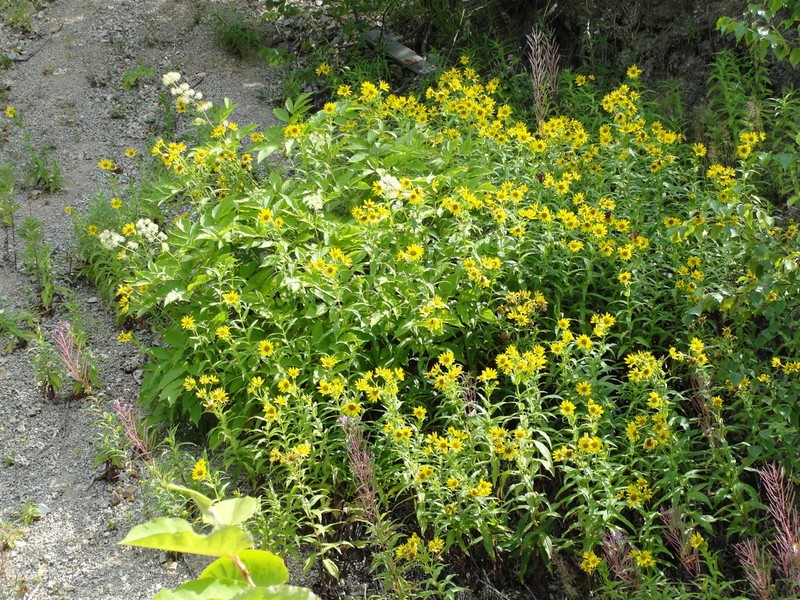 Arnica sachalinensis photo 7