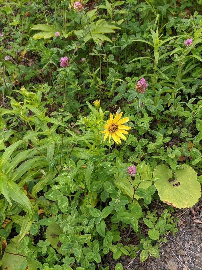 Arnica sachalinensis photo 8
