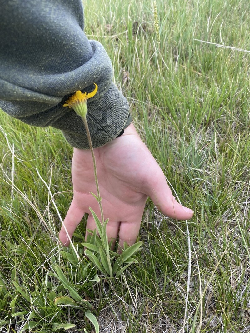 Twin Arnica photo 2