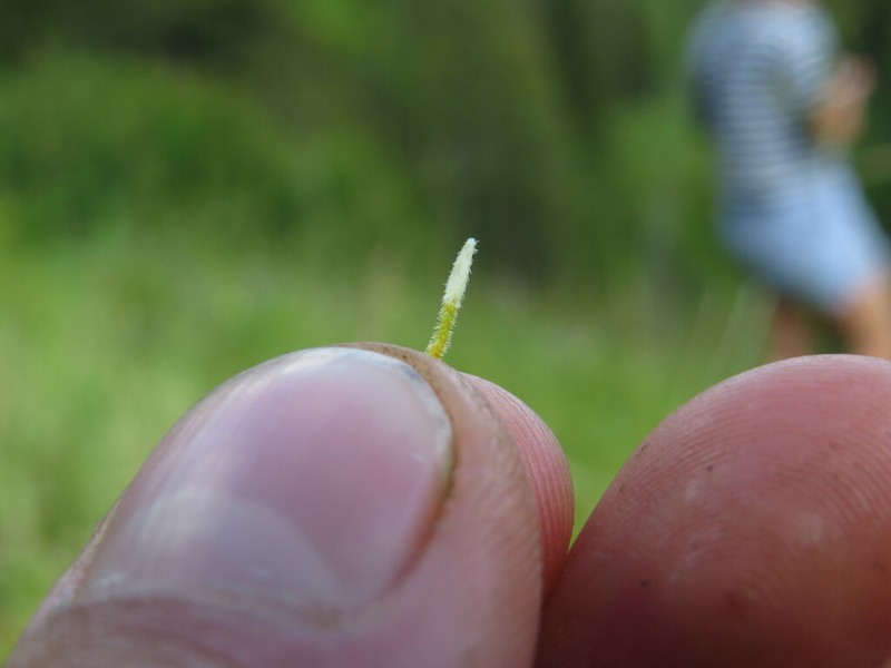 Twin Arnica photo 3