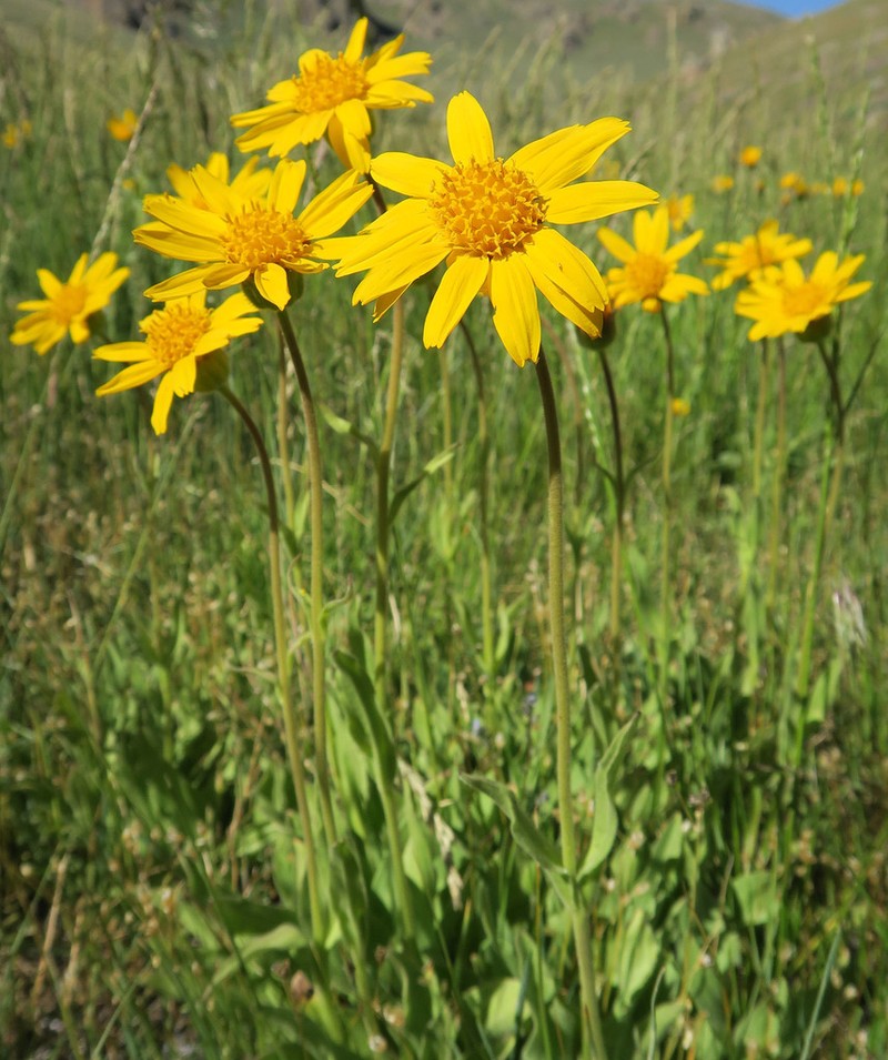 Twin Arnica photo 4