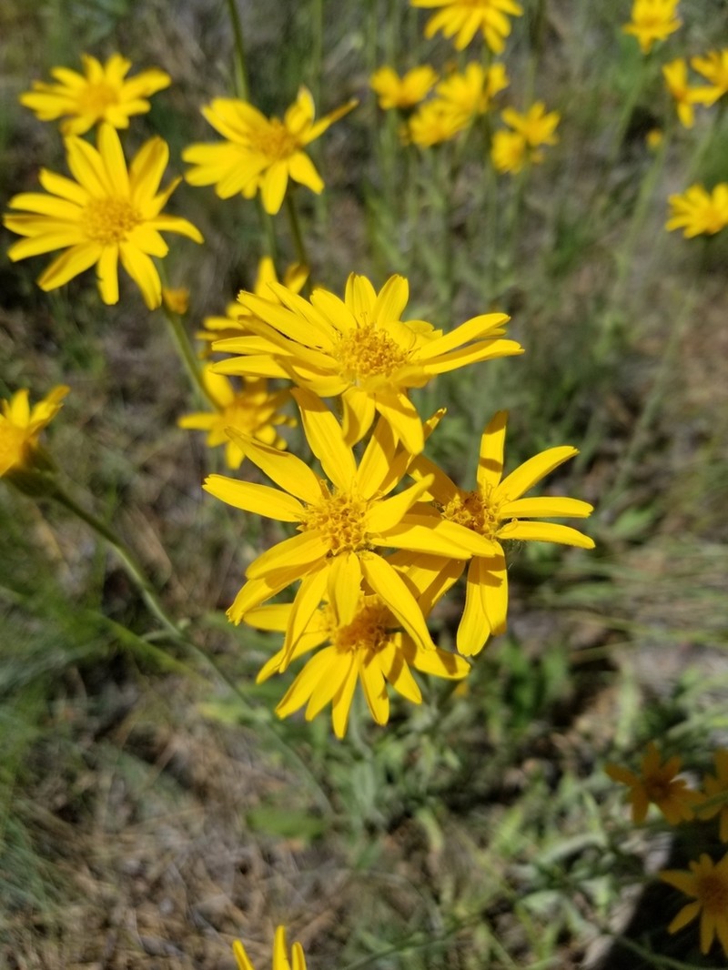 Twin Arnica photo 5