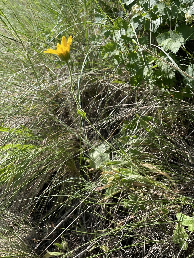 Twin Arnica photo 6
