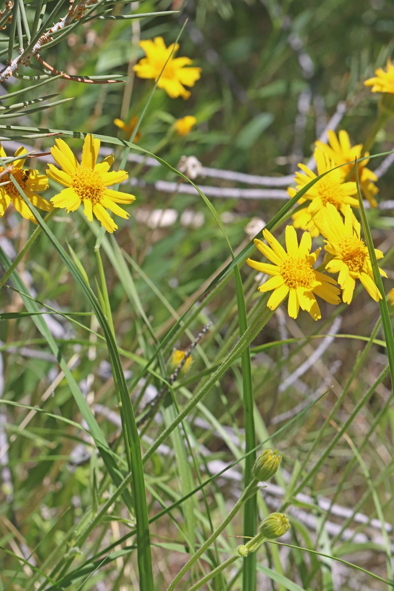 Twin Arnica photo 7