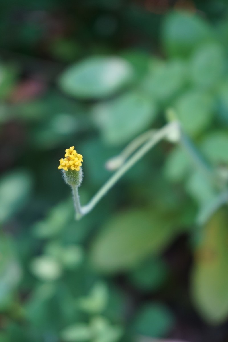 Klamath Arnica photo 2