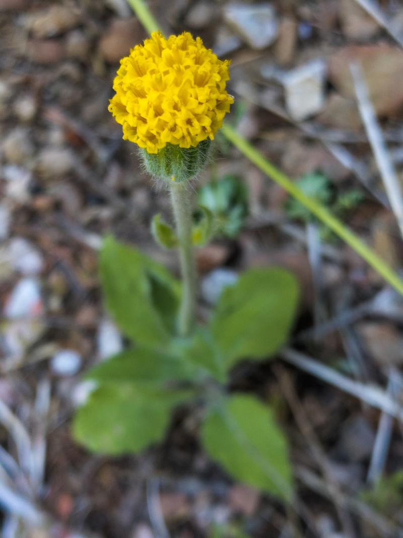 Klamath Arnica photo 3