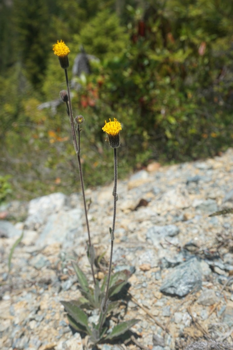 Klamath Arnica photo 4