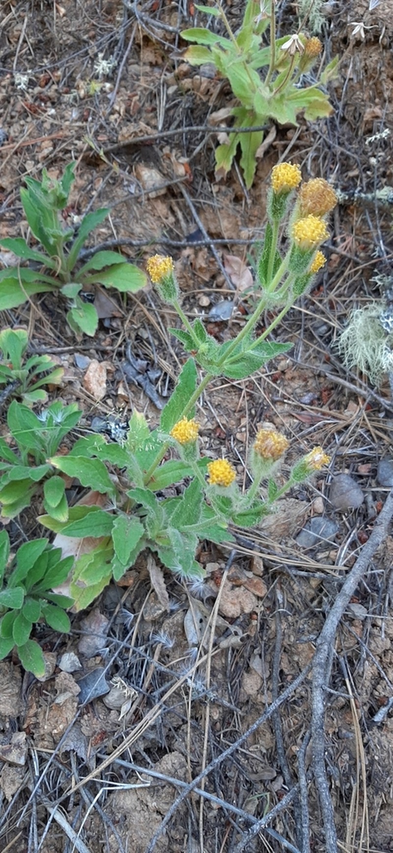 Klamath Arnica photo 5