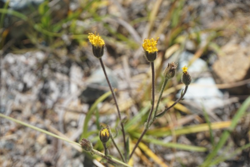 Klamath Arnica photo 6