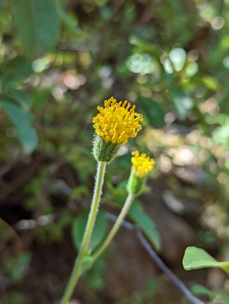 Klamath Arnica photo 7