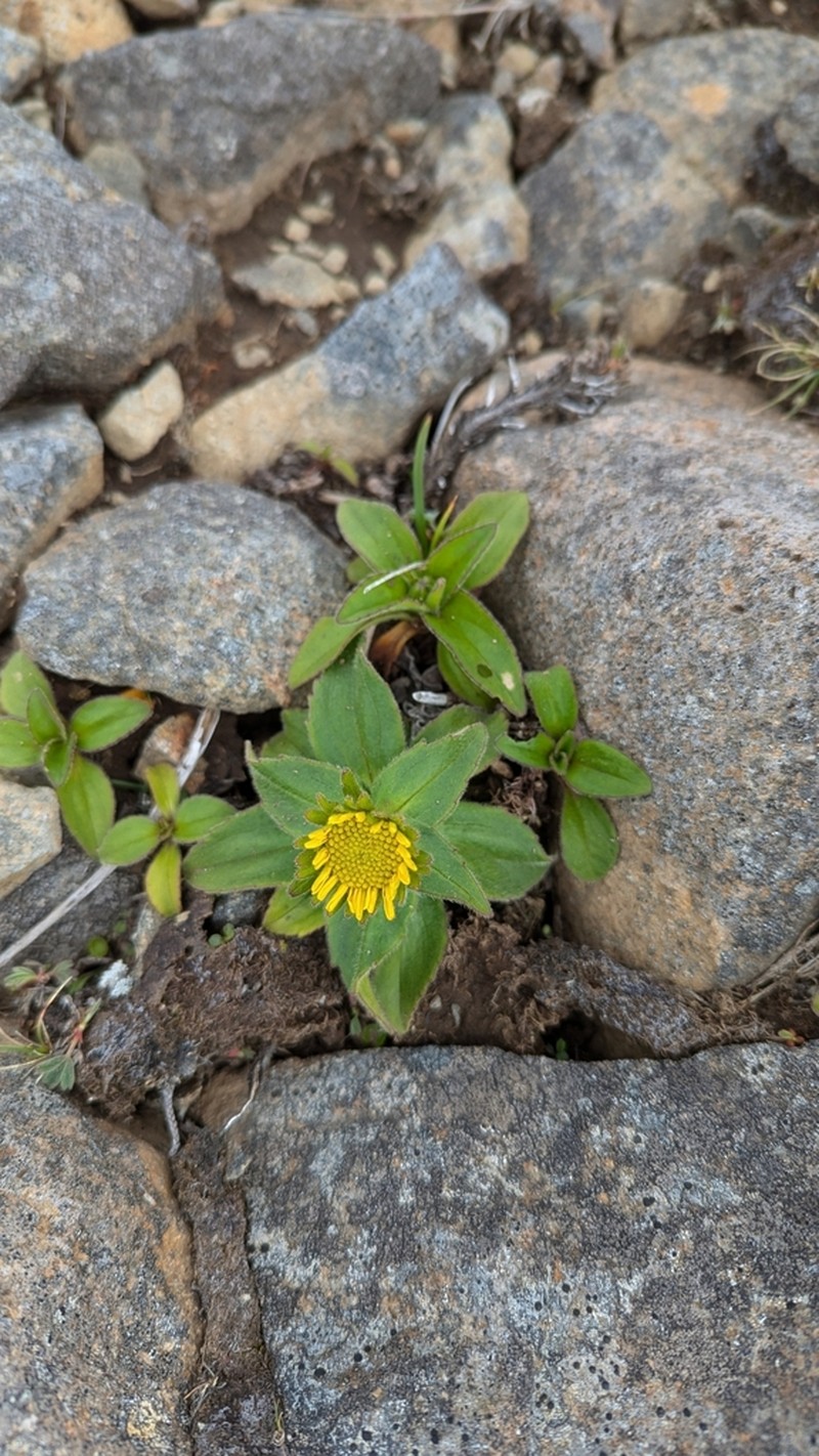 Alaska Arnica photo 2