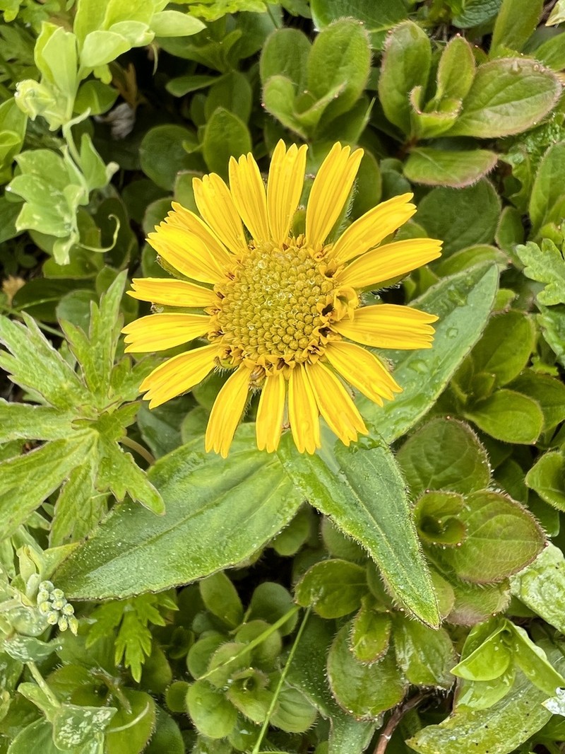 Alaska Arnica photo 3