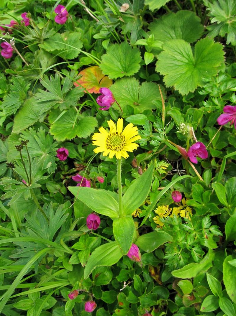 Alaska Arnica photo 4