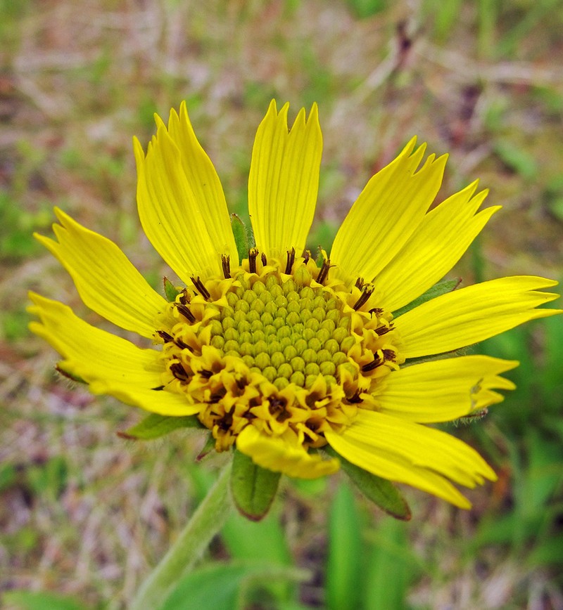 Alaska Arnica photo 5