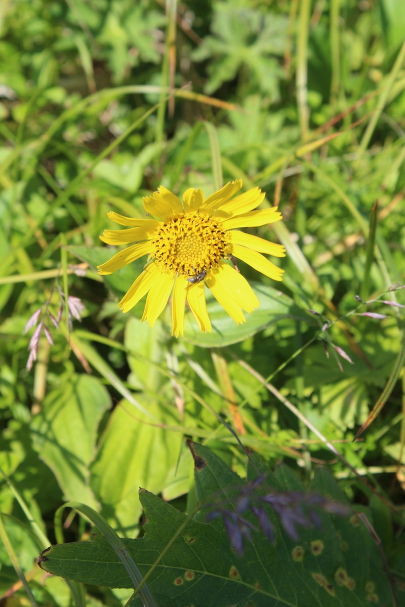 Alaska Arnica photo 6