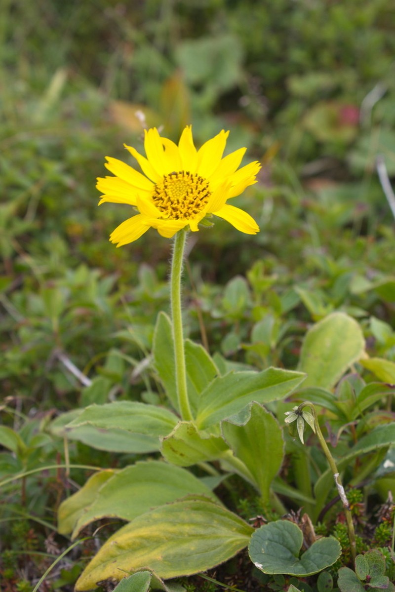Alaska Arnica photo 7