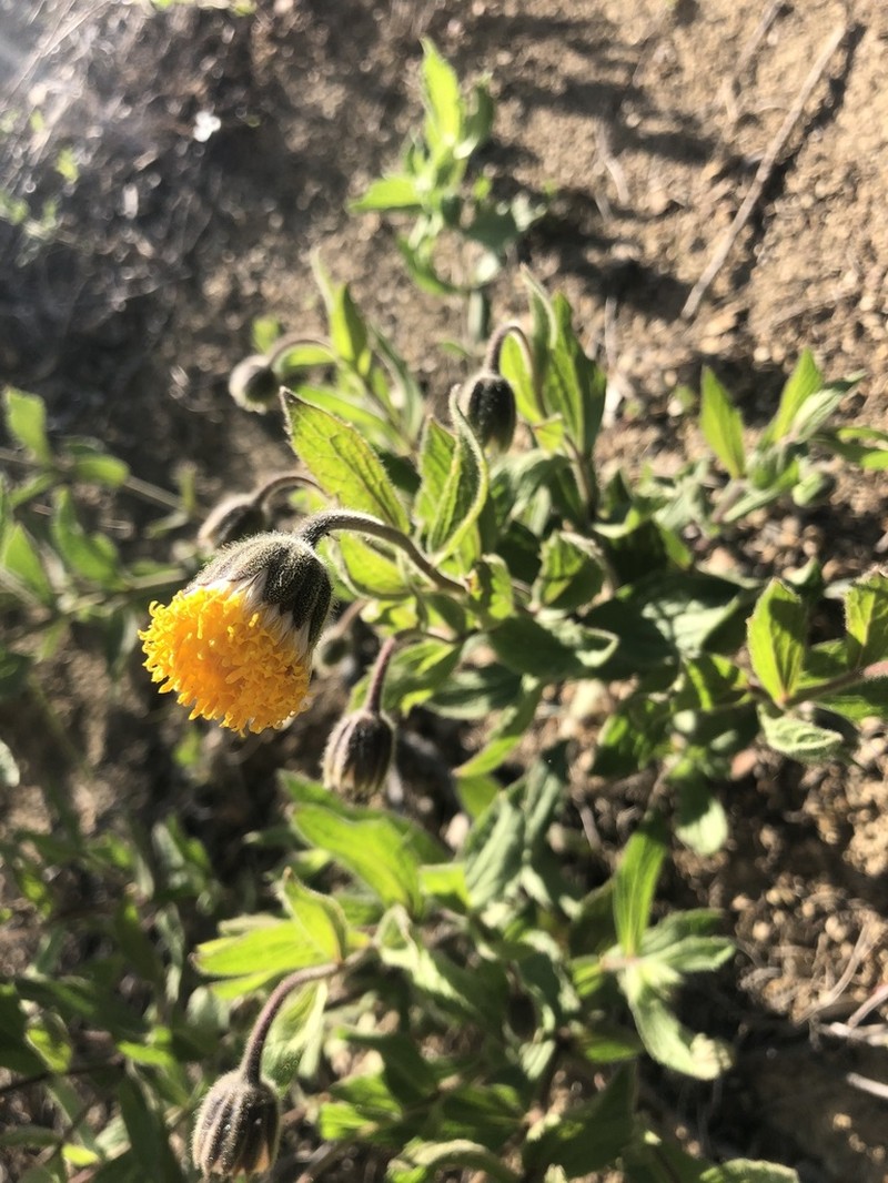 Shasta County Arnica photo 2