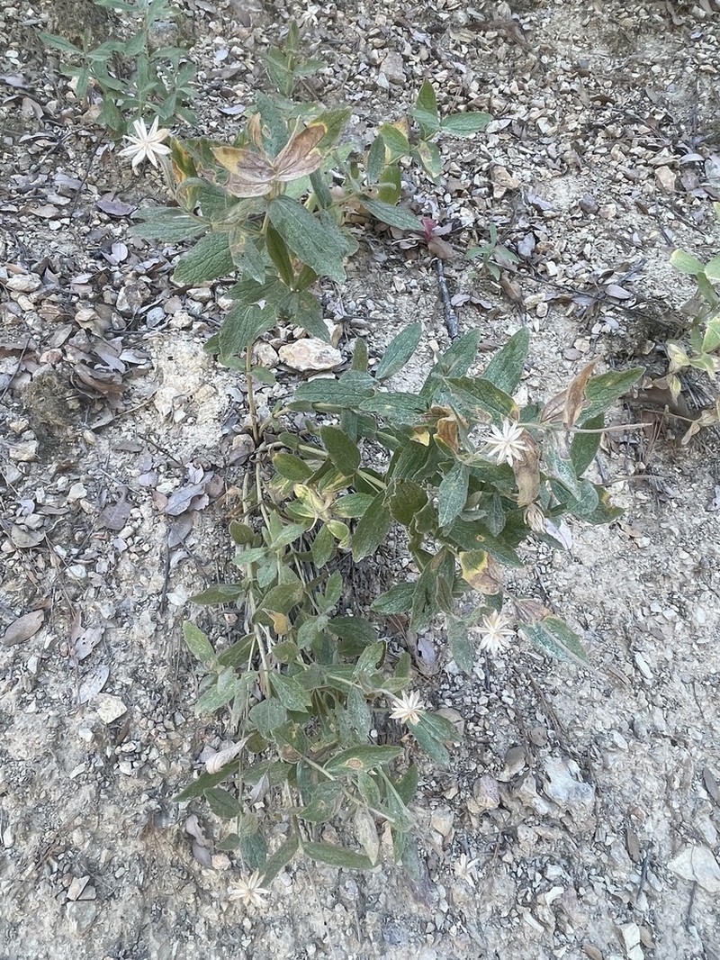 Shasta County Arnica photo 3