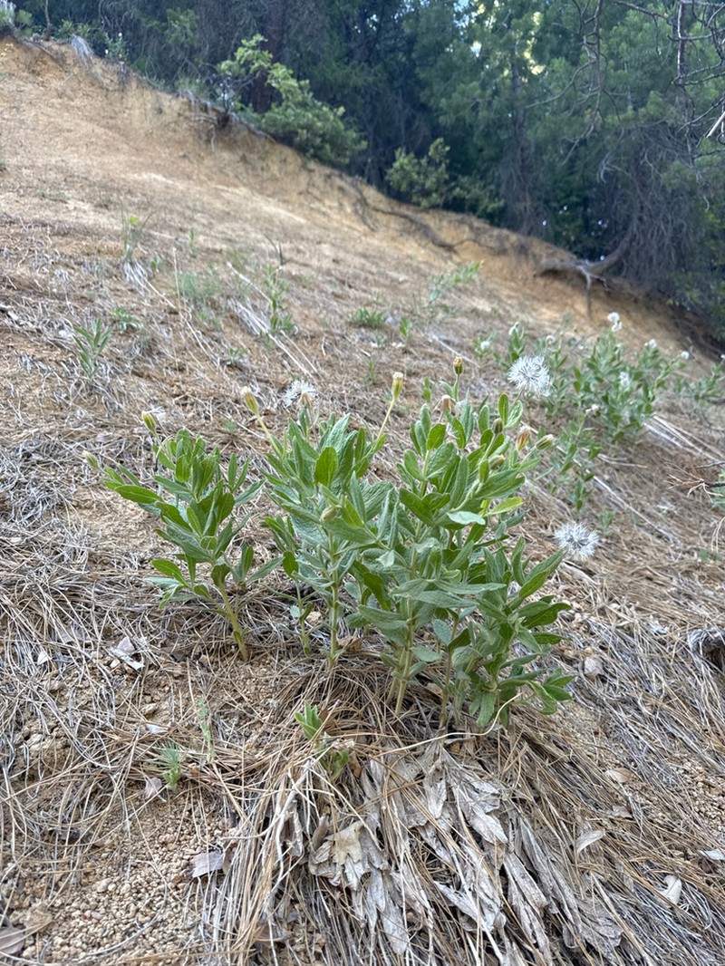 Shasta County Arnica photo 4