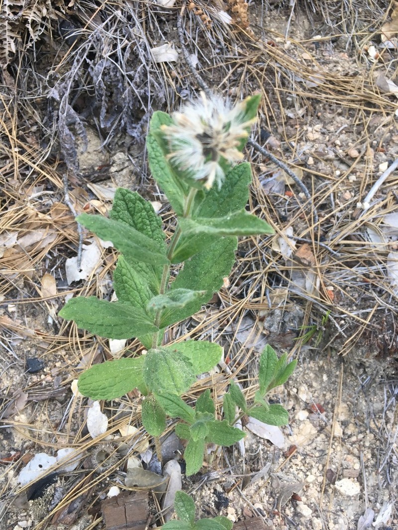 Shasta County Arnica photo 5
