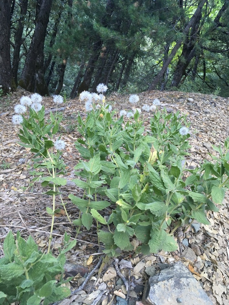 Shasta County Arnica photo 6