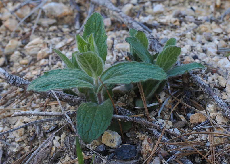 Shasta County Arnica photo 7