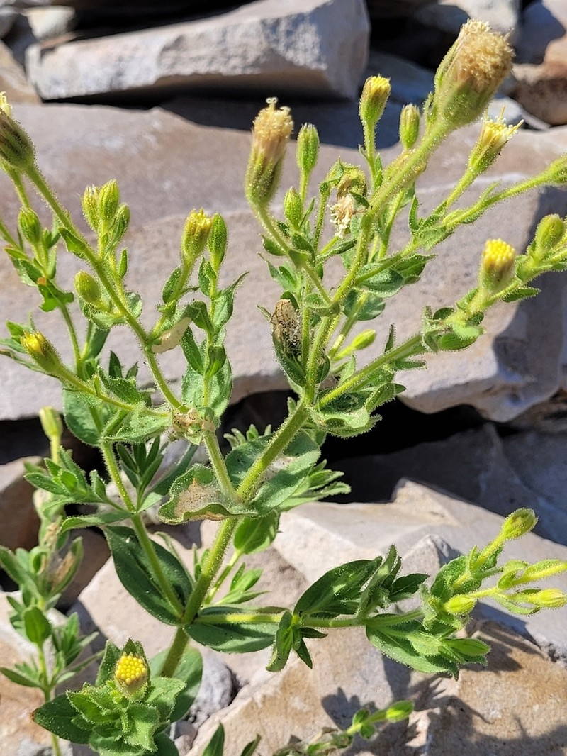 Mt. Shasta Arnica photo 2