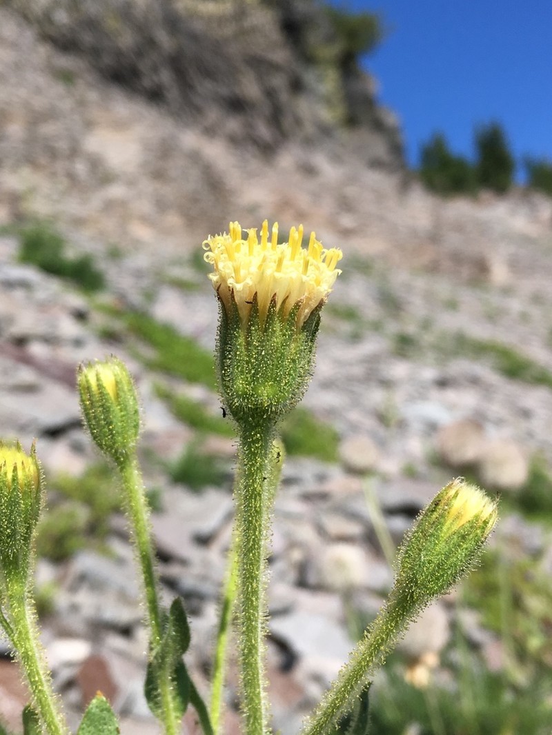 Mt. Shasta Arnica photo 3